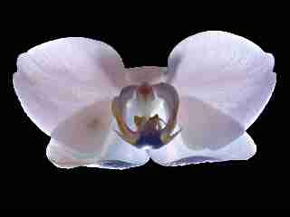 orchidea_03