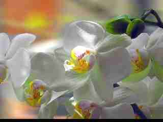 orchidea_05