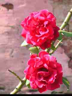 rose-rosse