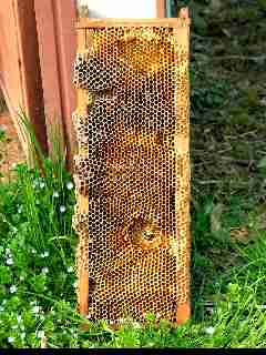 apicultura-01
